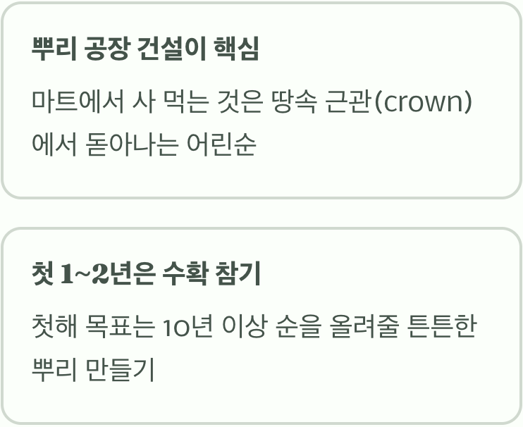 아스파라거스는 '인내'의 작물입니다