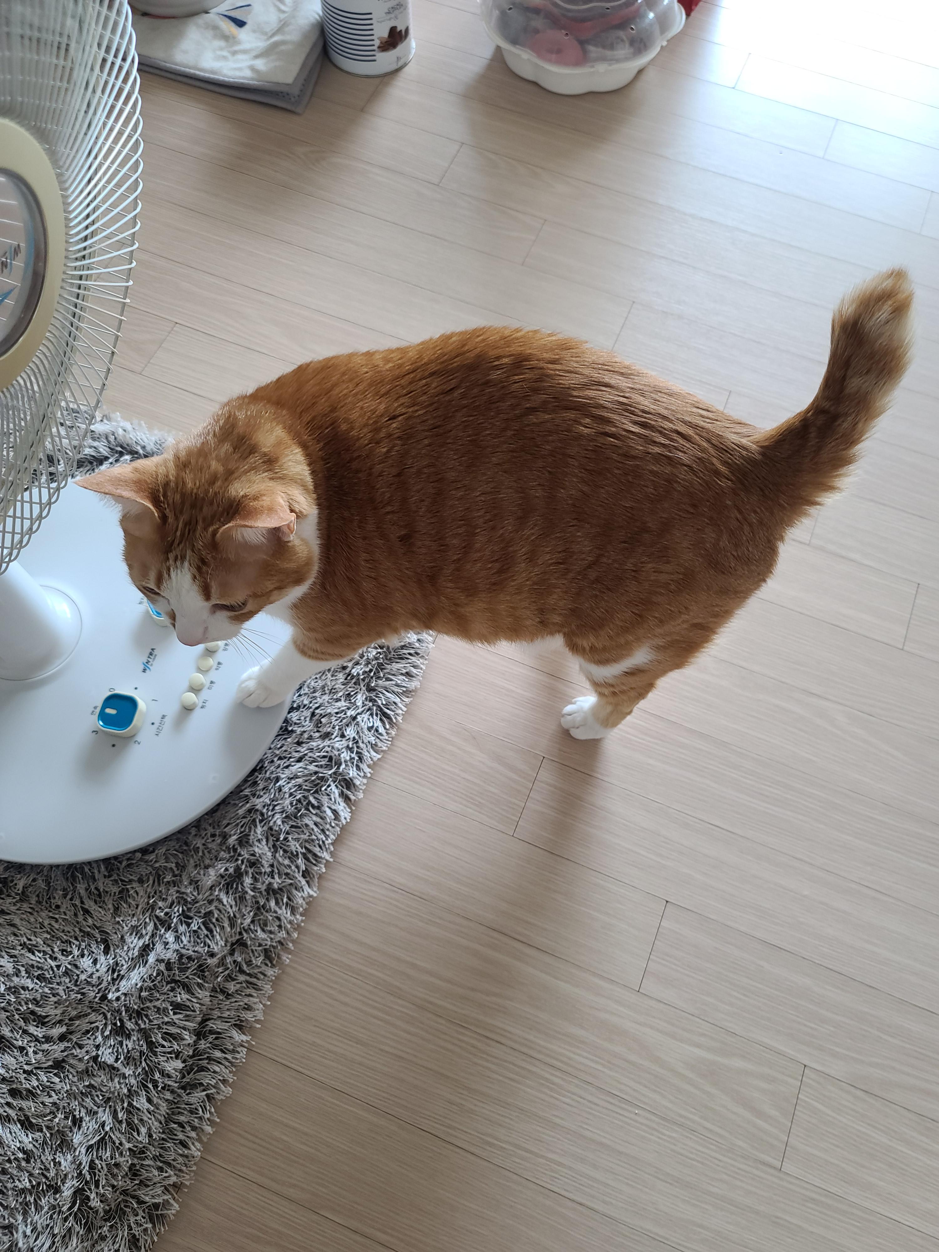 엄마가 부르면 언제든 달려오는 귀여운 고양이 호야