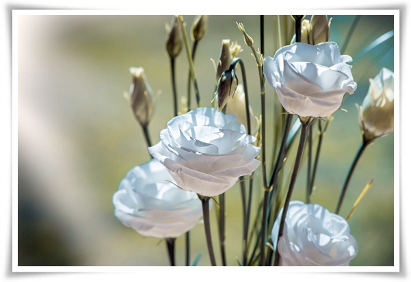 화초 "리시안셔스" 장미인 듯 장미 아닌 변치 않는 사랑의 꽃!