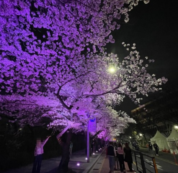 2024 여의도 벚꽃축제