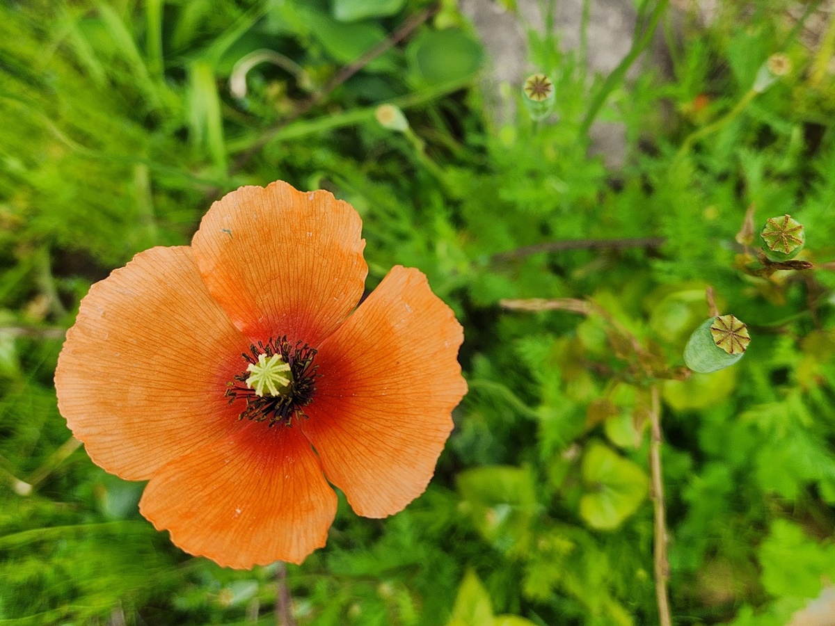 꽃양귀비(개양귀비)