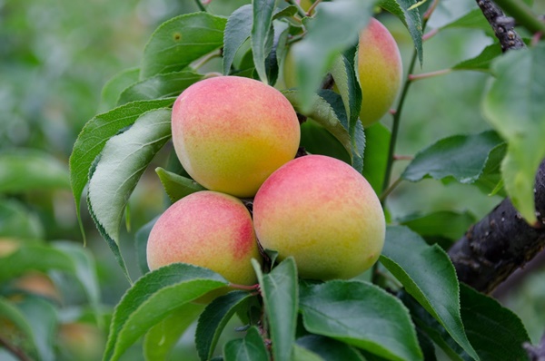 매실 액기스 효능