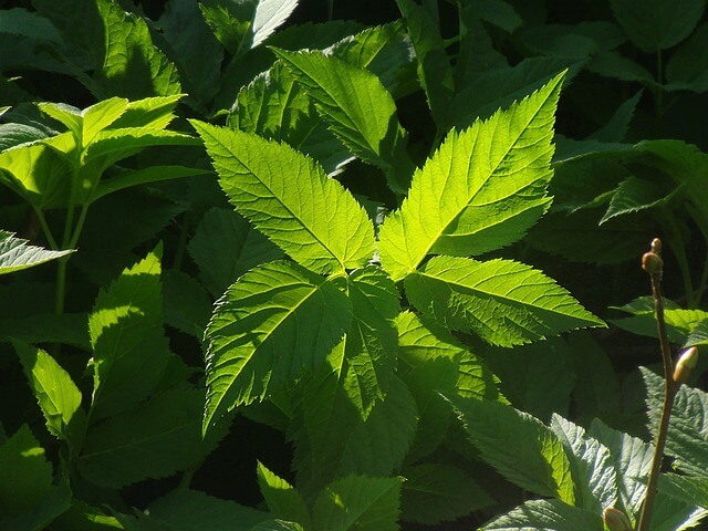 기후 변화가 전통 약초 재배와 약리 작용에 미치는 영향