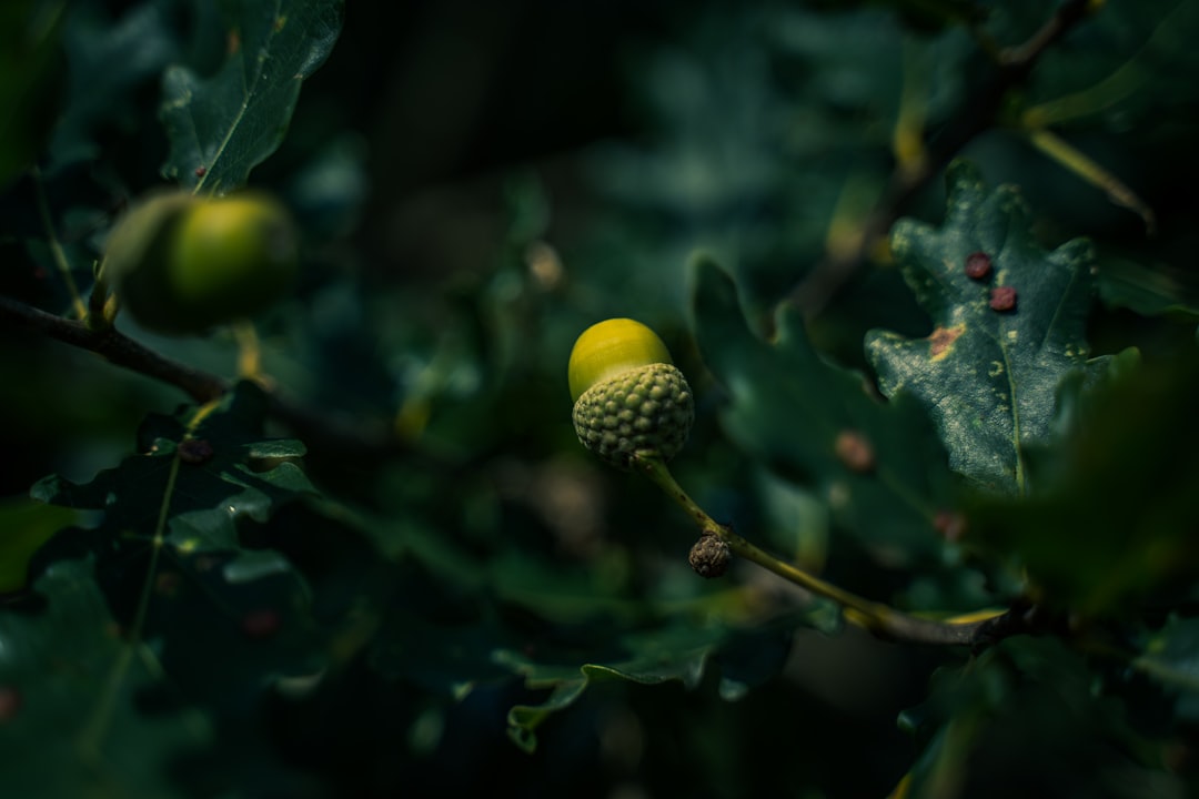 Hazelnut