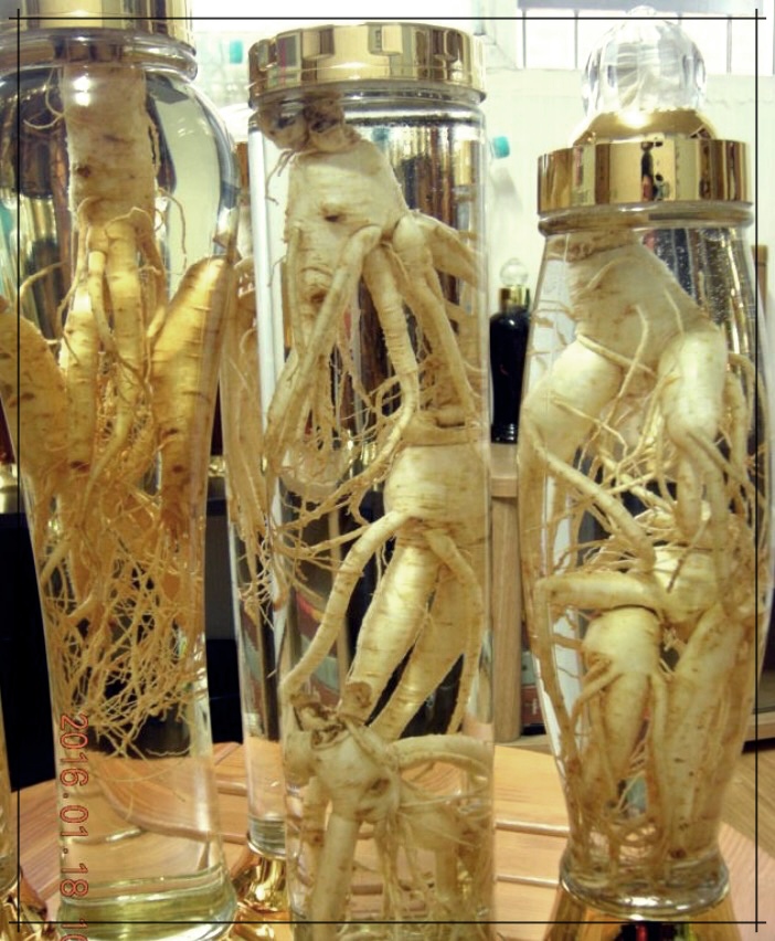 인삼주의 효능, 담그는 방법, 부작용 총정리