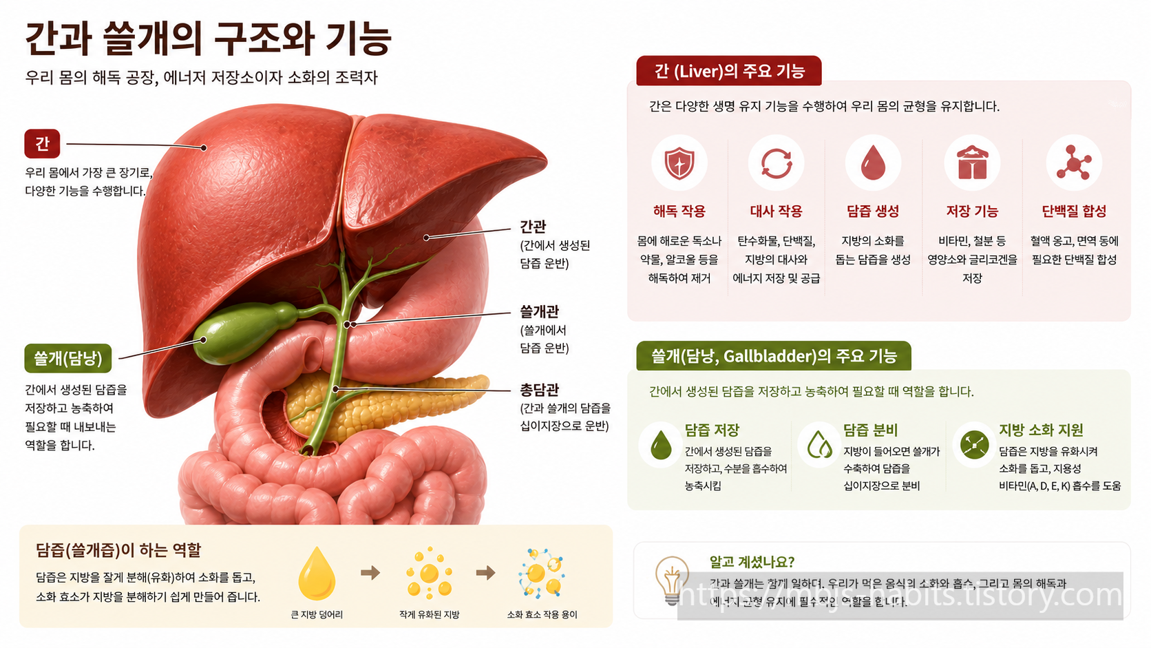 "간과 쓸개(담낭)의 해부학적 구조와 주요 기능을 설명하는 인포그래픽. 간, 쓸개, 담관, 총담관의 위치를 보여주는 상세 도해와 함께, 간의 5가지 주요 기능(해독, 대사, 담즙 생성, 저장, 단백질 합성) 및 쓸개의 기능(담즙 저장, 분비, 지방 소화 지원)을 아이콘과 함께 요약함. 하단에는 담즙의 지방 유화 과정을 시각화하여 표현함."