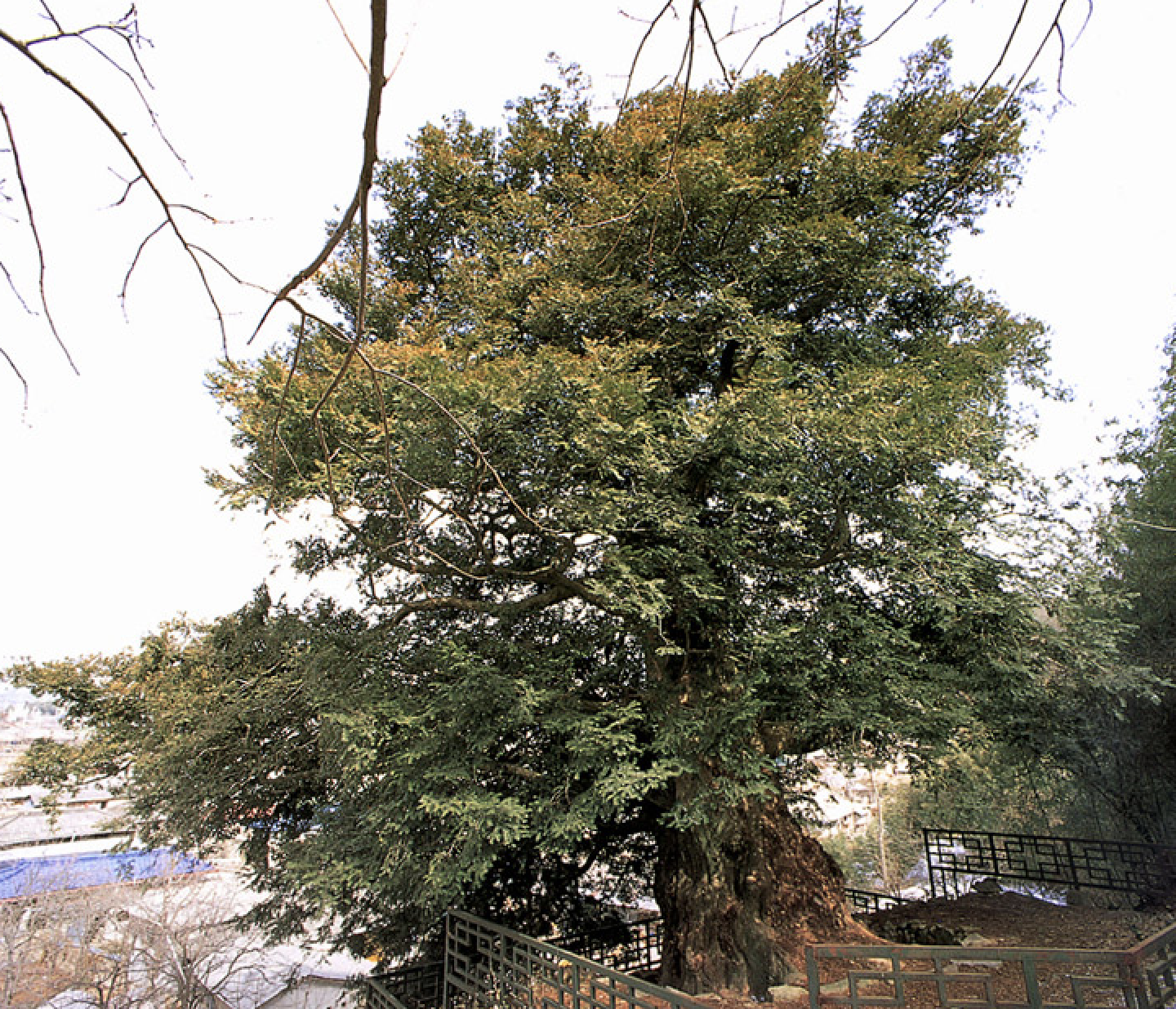 강진 삼인리 비자나무