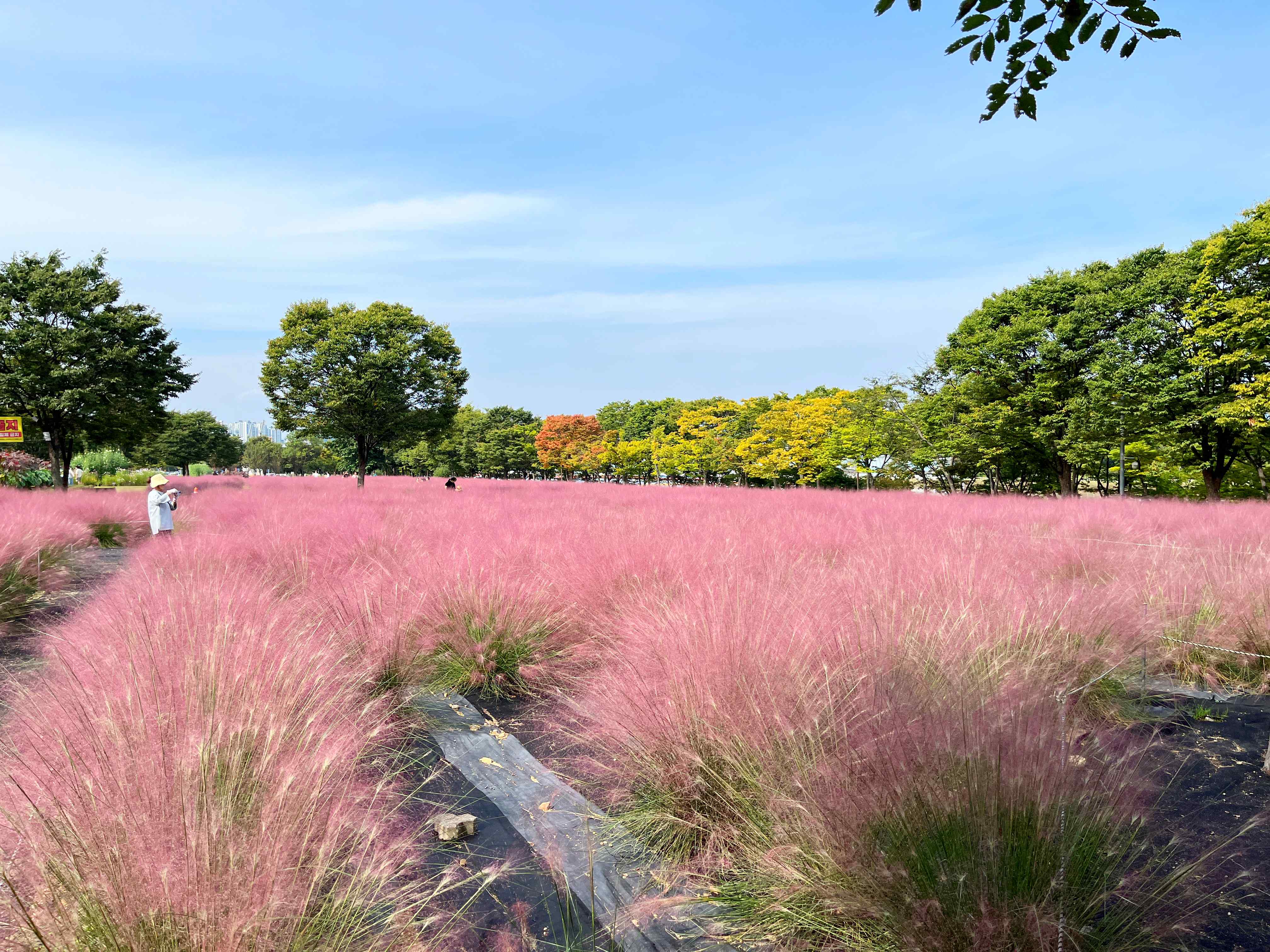 하남 미사경정공원 핑크뮬리