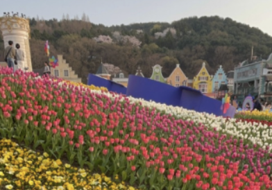 에버랜드 튤립축제 주차장