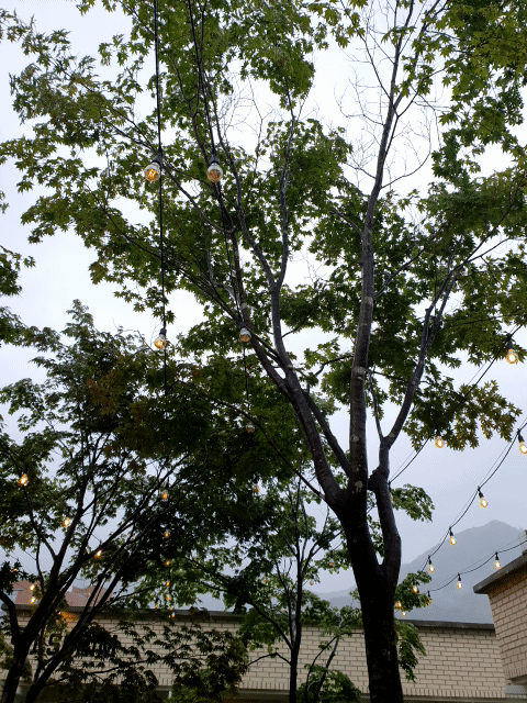 소소림 카페 분위기