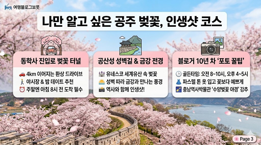 공주 벚꽃