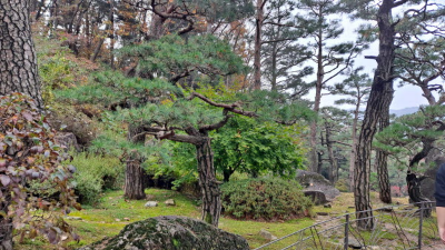 단풍명소_화담숲_소나무정원