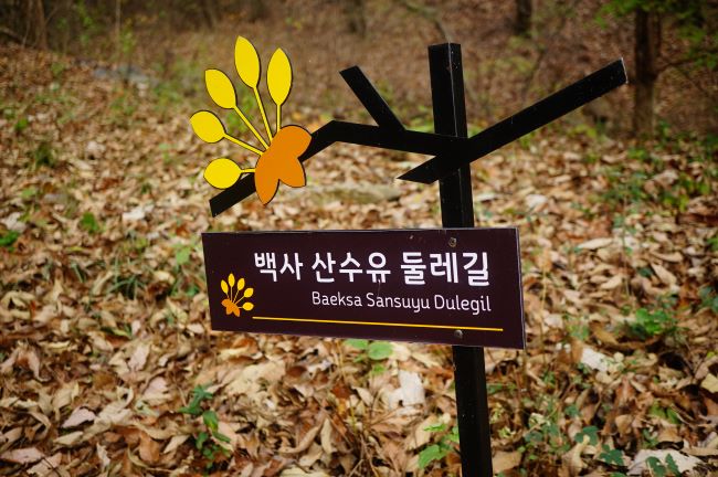 노란 산수유꽃 조형물과 백사 산수유 둘레길 길안내판, 검은 바탕에 흰글씨