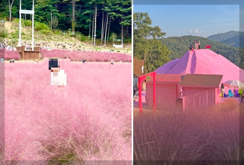 가을꽃행사 가을축제소개 및 일정 안내