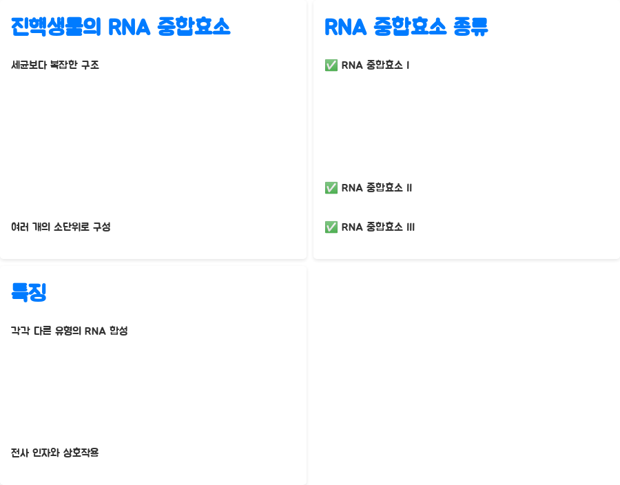 분자생물학: RNA 중합효소의 비밀, 밝혀볼까요? - RNA 중합효소의 구조: 복잡하지만 아름다운 효소 기계 - 진핵생물의 RNA 중합효소