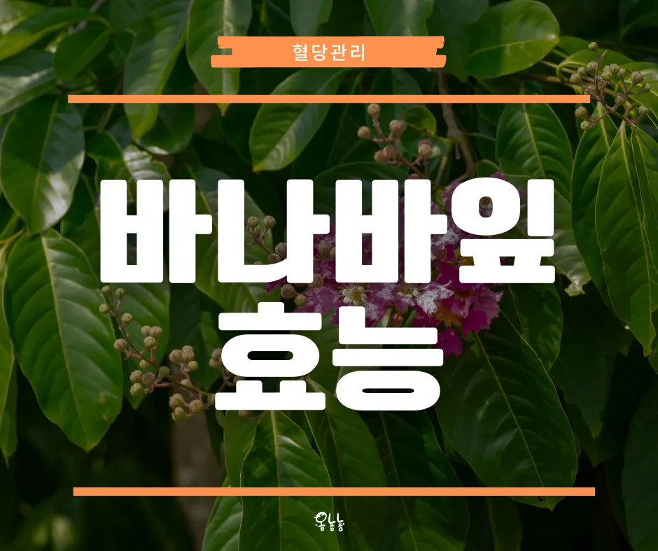 바나바잎 효능