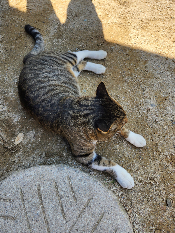 니지모리_스튜디오_고양이