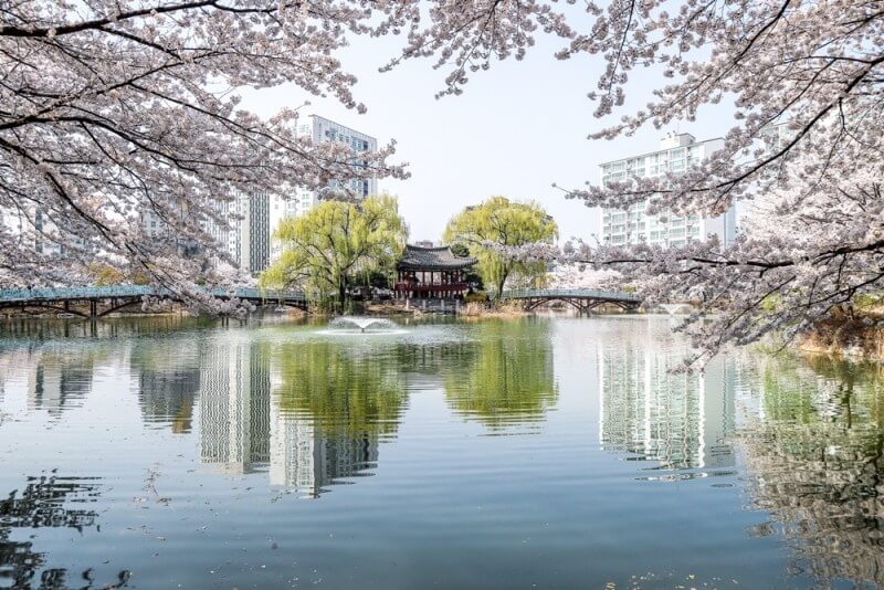 2024 숨은 벚꽃명소 / 수도권 벗꽃명소 벚꽃여행