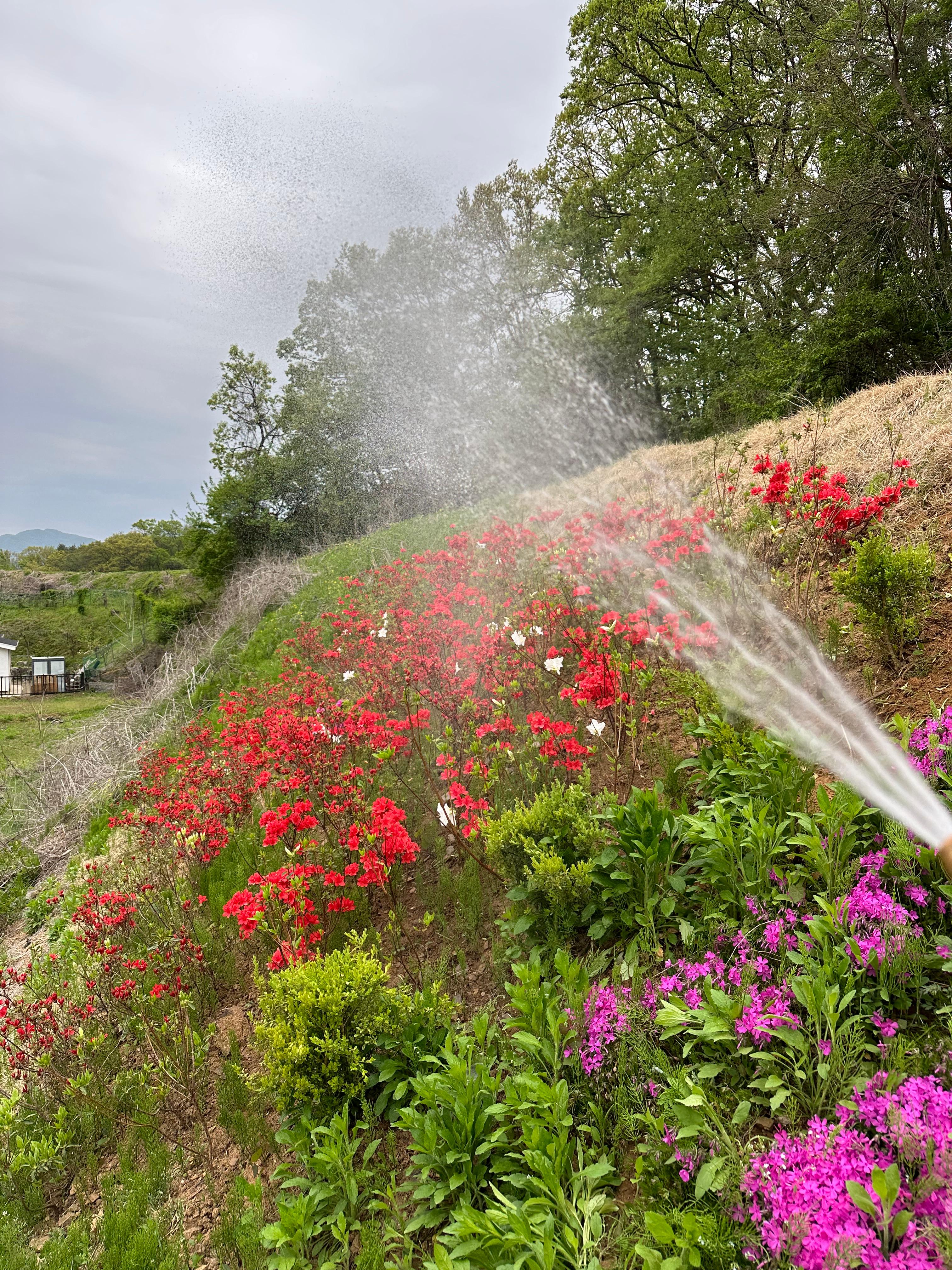 언덕 조경 잡초 제거 후 물주기