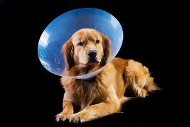 강아지 중성화 수술/출처:어도비스톡