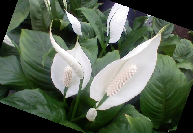 실내 공기정화식물 순위