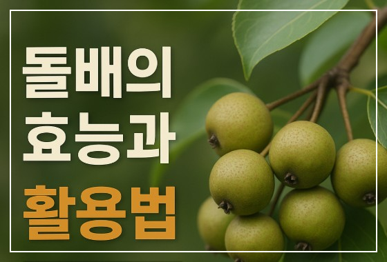 돌배
