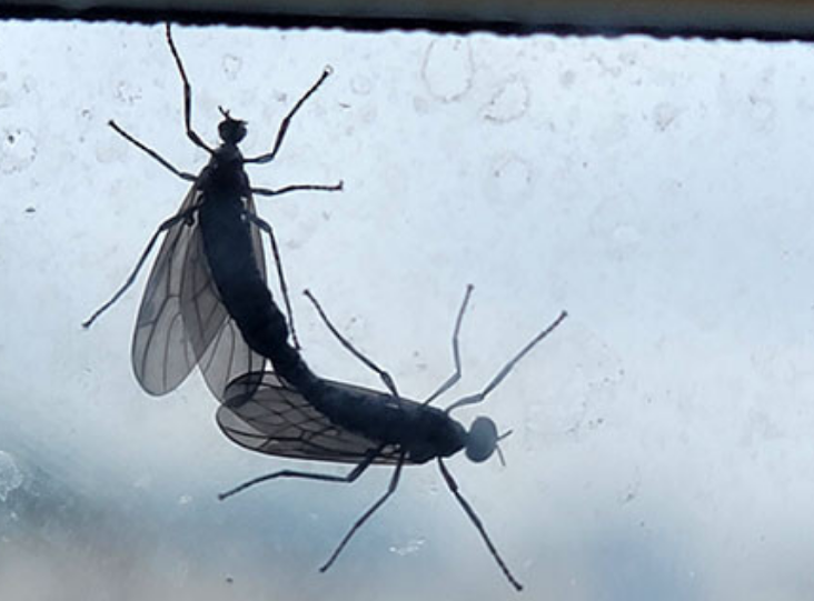 러브버그 유익충