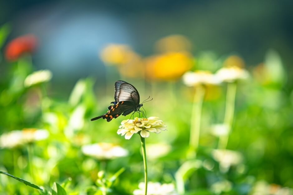 용수골 가을 축제2