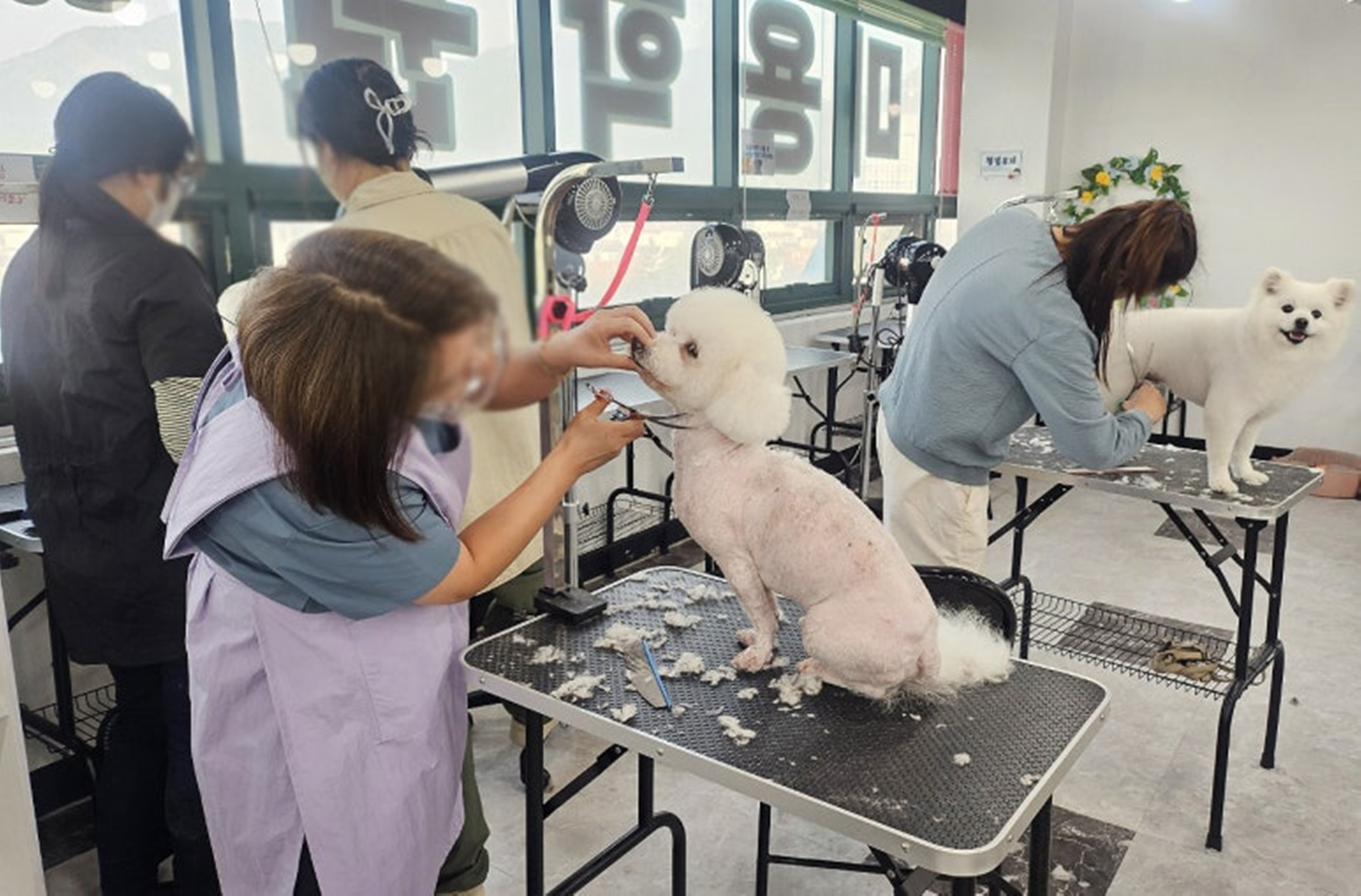 나주강아지미용