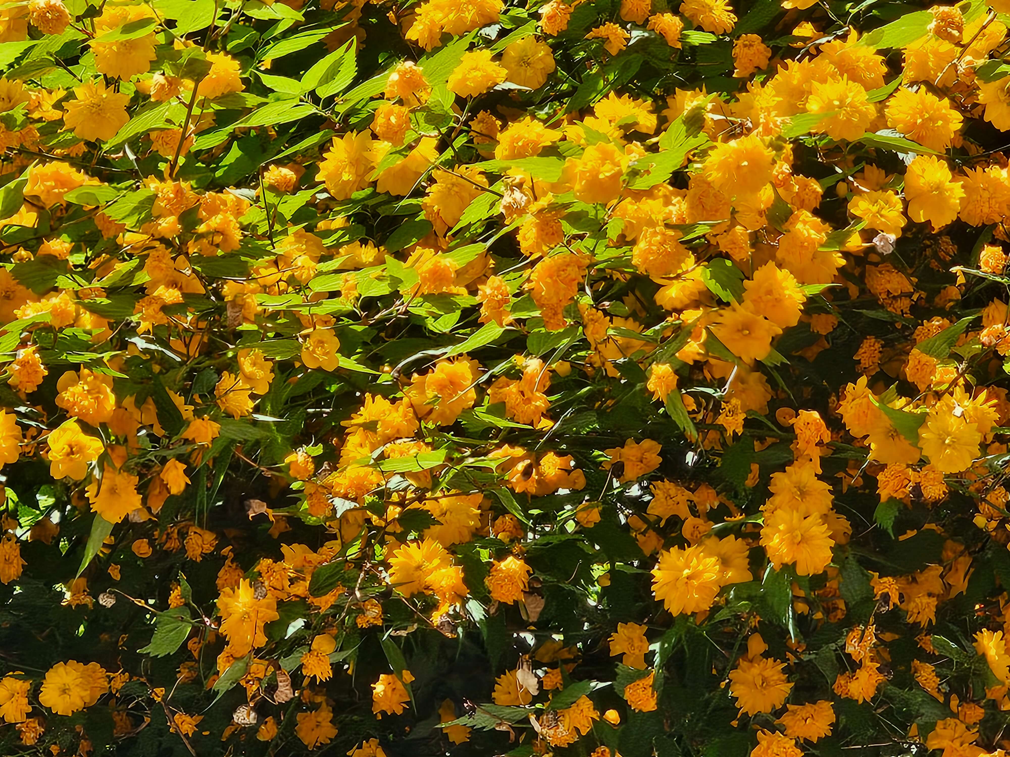 🌼 황매화, 봄을 밝히는 햇살 같은 꽃 초록 잎 사이로 반짝이는 황매화는 봄 햇살처럼 따뜻하고 생기 넘칩니다. 활짝 핀 꽃송이들이 마치 노란 등불처럼 길을 밝혀주네요.