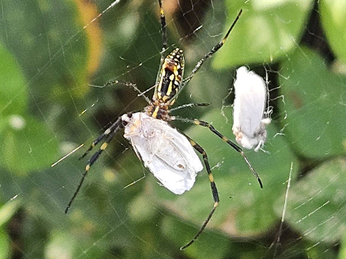 미국흰불나방19