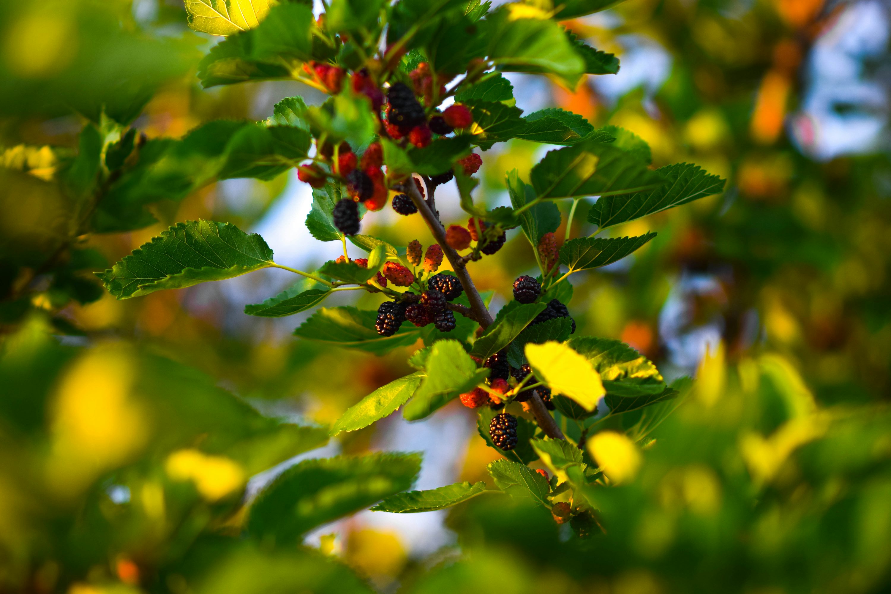 오디 효소 효능