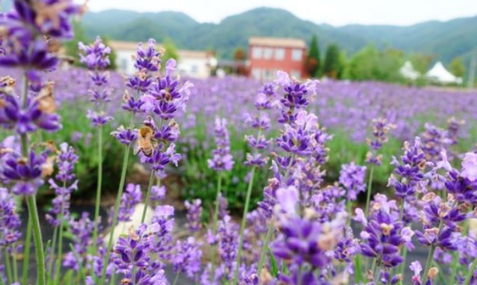 2024 고성 하늬라벤더팜 라벤더 농장 축제 입장료 개화 주차장