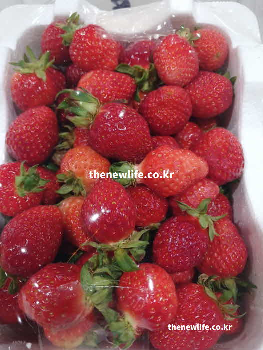 딸기 효능 부작용 성질