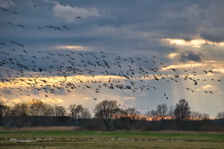 새떼가 하늘을 날고 있는 장면3