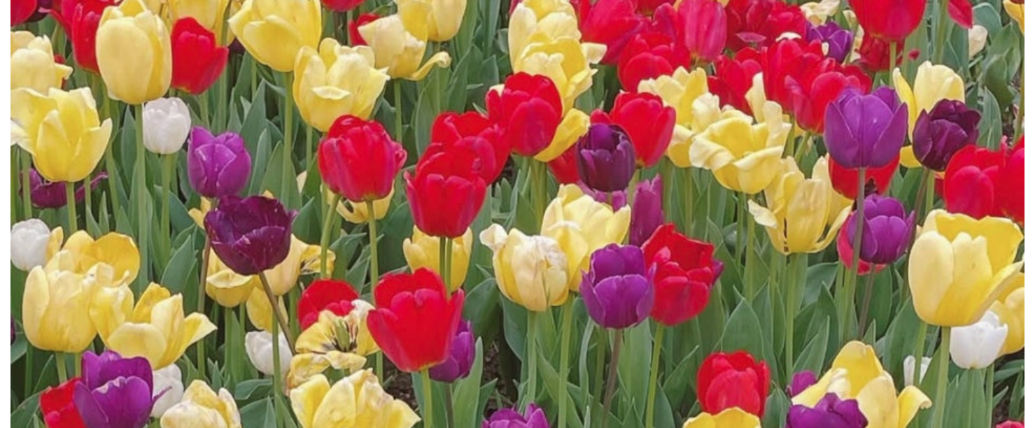 에버랜드 튤립축제 후기｜입장료, 할인, 주차, 꿀팁까지 완벽가이드