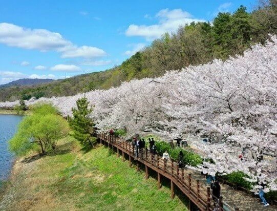 2024 숨은 벚꽃명소 / 수도권 벗꽃명소 벚꽃여행