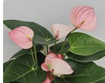 안스리움 관리법 알아보기