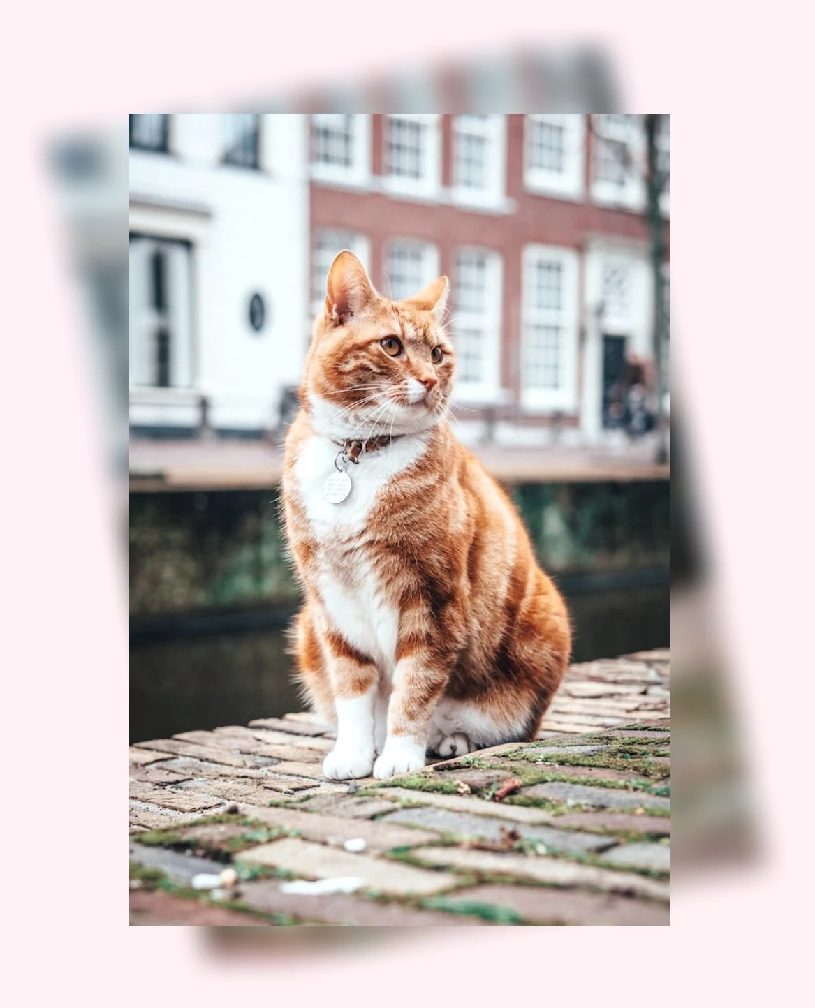 반려묘를 위한 플랜테리어_3_subsection