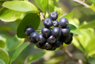 아사이베리 효능