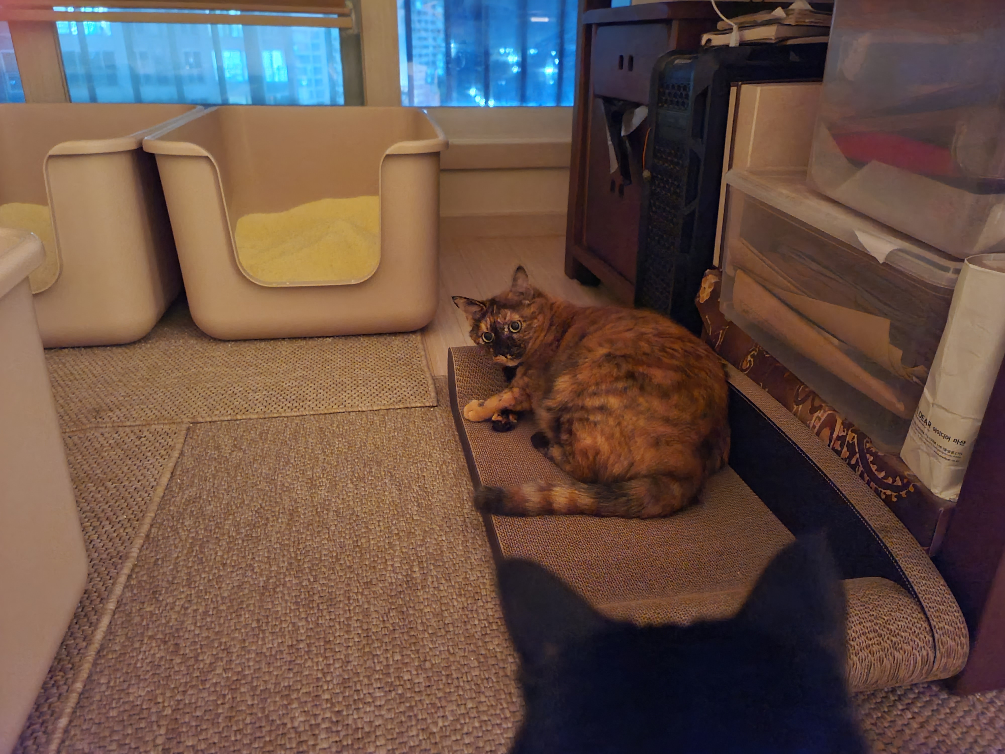 고양이들 스크래쳐를 교체했다.(자동차스크래쳐,침대형스크래쳐)