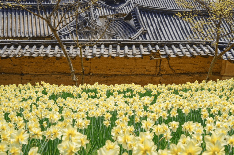 서산 유기방가옥 수선화 축제
