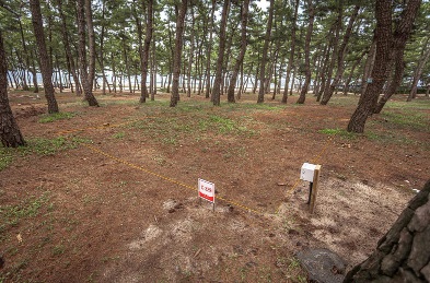 연곡 솔향기 캠핑장 예약