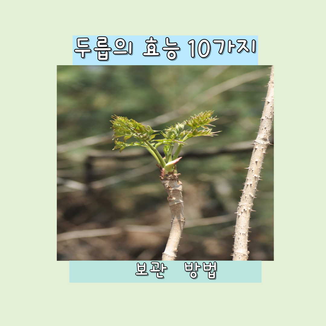 두릅의 효능