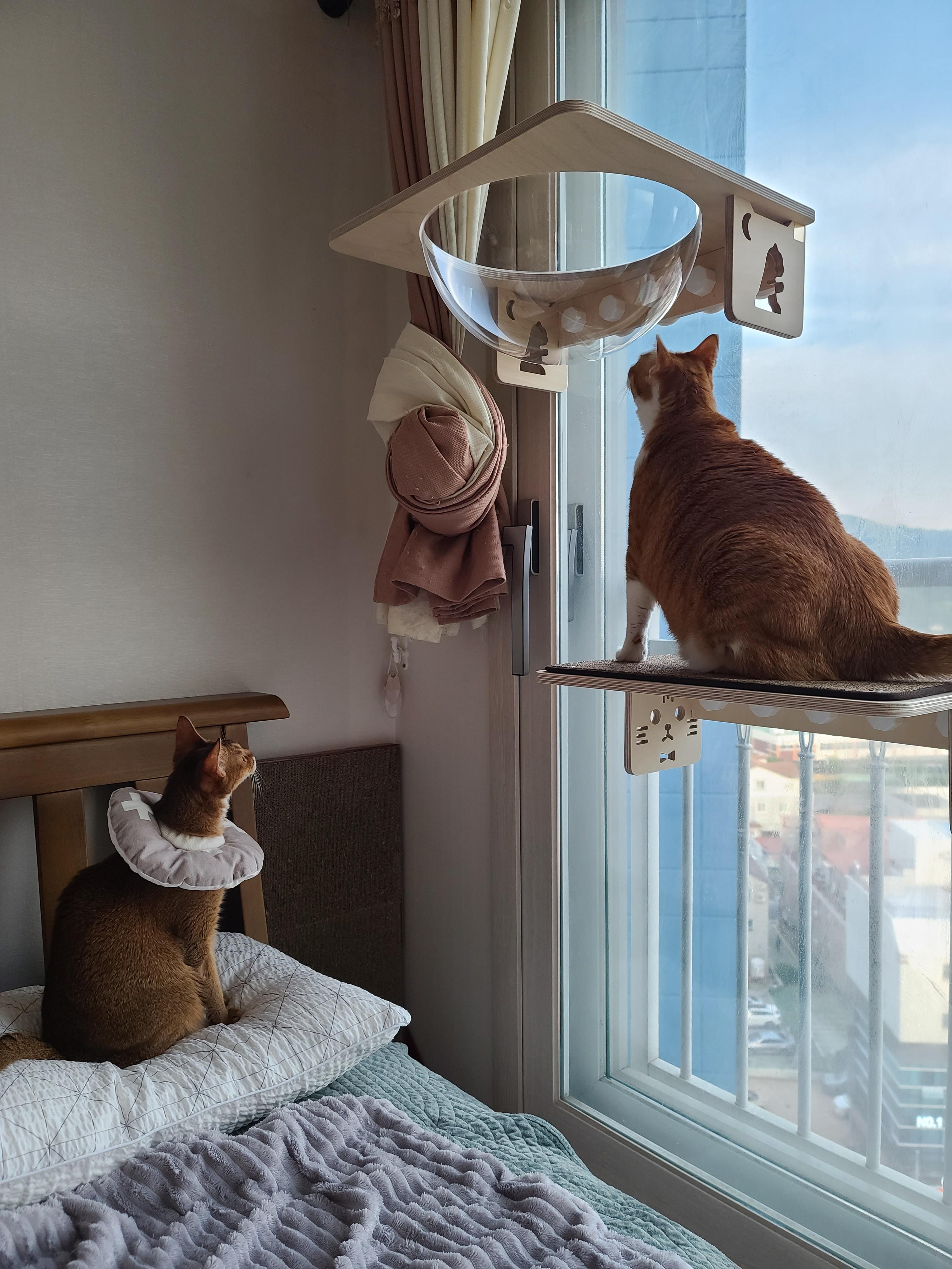 냥냥이들의 캣워크, 캣볼을 달았다. (내돈내산,스압주의)