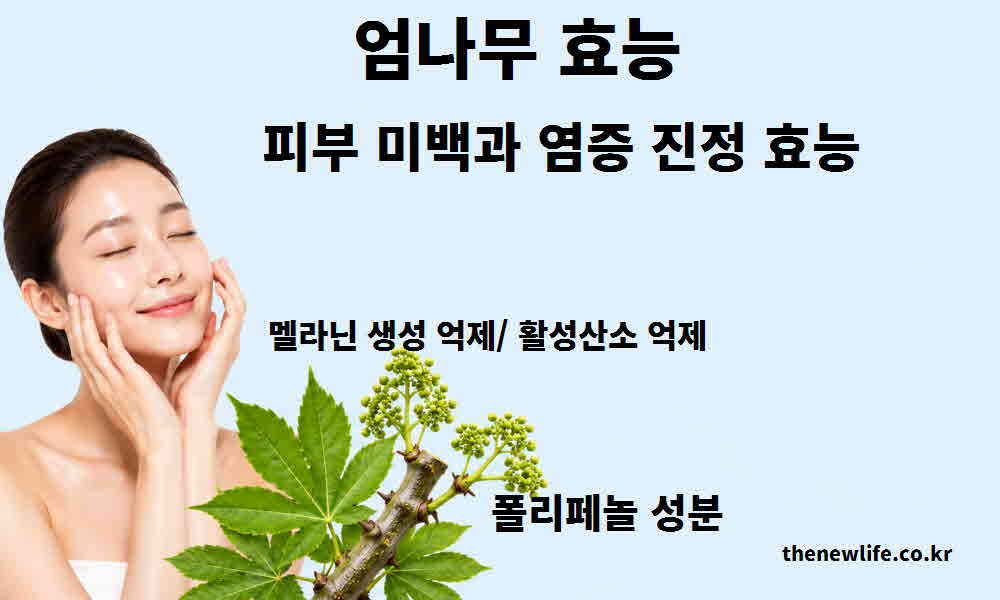엄나무 효능 피부 미백 염증 진정