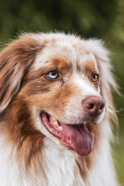 강아지 물 자주 마시게 하는 방법|여름 탈수증 방지 꿀팁