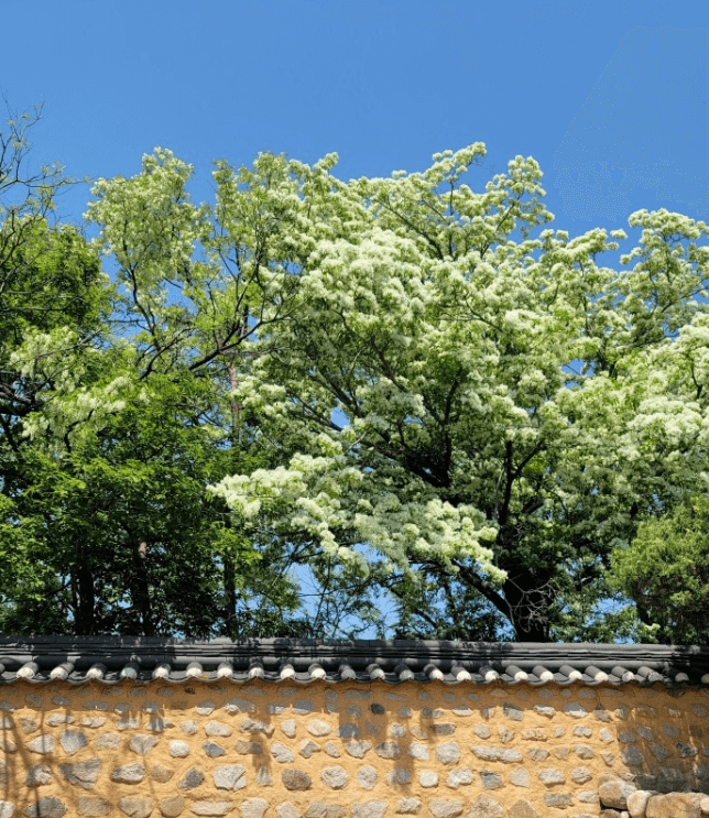 흥해향교-이팝나무