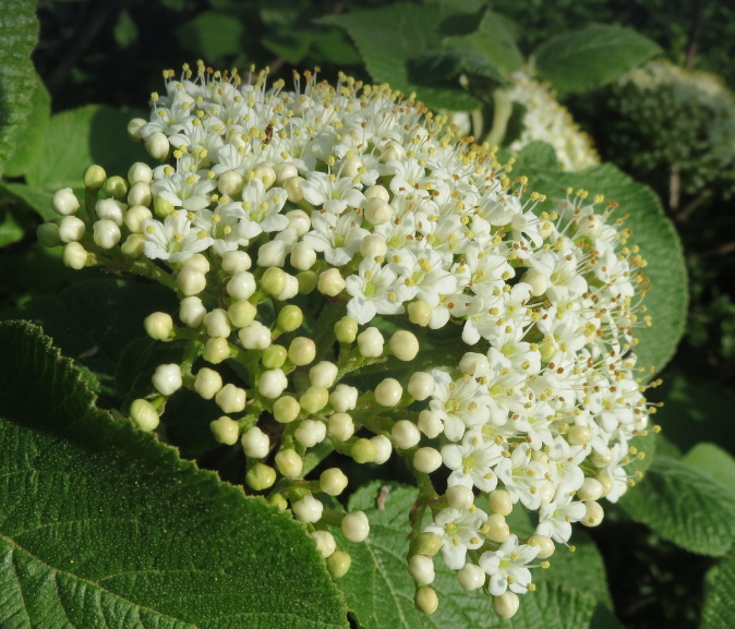 봄 나들이 전 꼭 알아야 할 날씨 및 옷차림