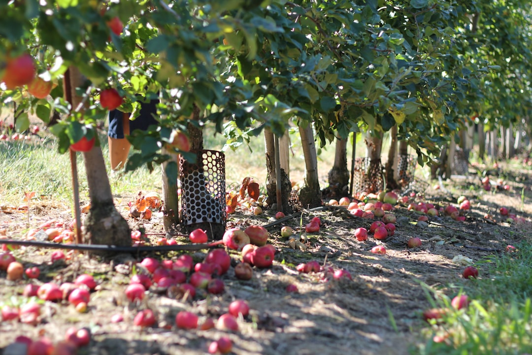 Orchard